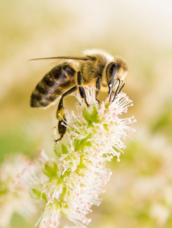 Včela – dokonalý alchymista