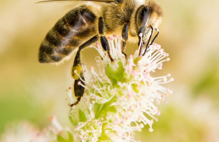 Včela – dokonalý alchymista