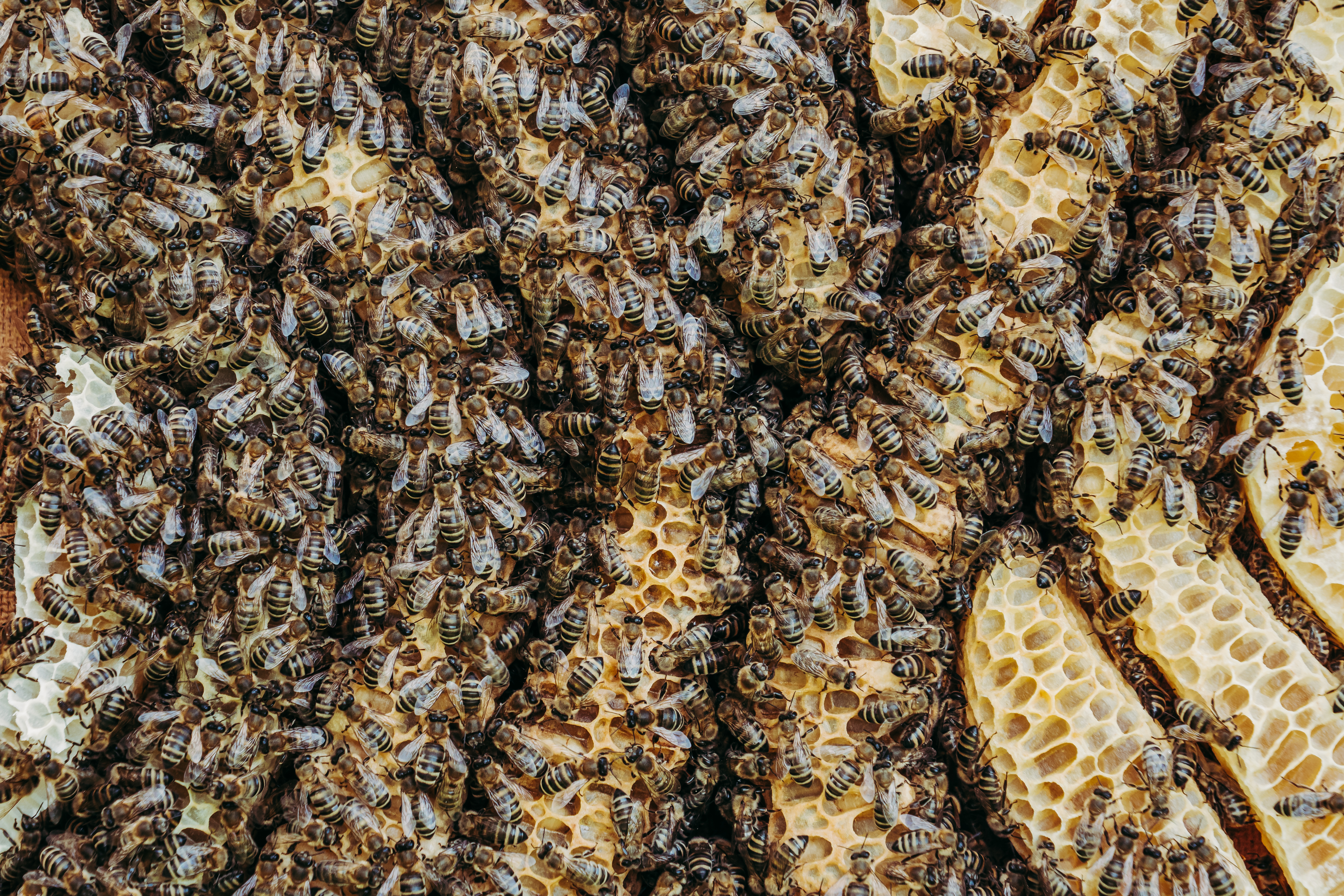 Čo nás môžu včely naučiť o riadení firmy